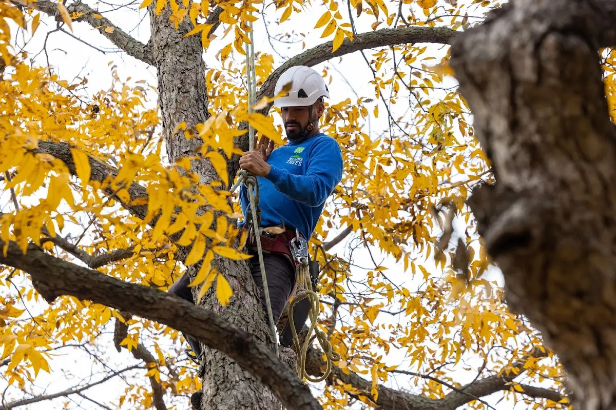 Skilled Storm Damage Cleanup crew working in Andalusia